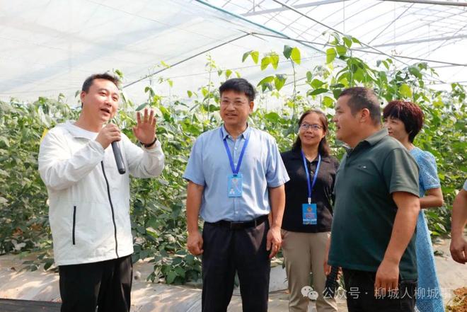 施蔬菜产值破亿！麻将胡了柳城设